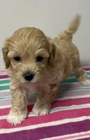 Mary, a female Maltipoo for sale in Seymour, MO – 2 of 3