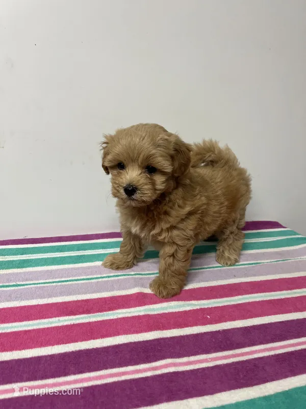 Rosie – Maltipoo puppy for sale in Seymour, MO