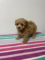 Rosie, a female Maltipoo for sale in Seymour, MO – 1 of 3
