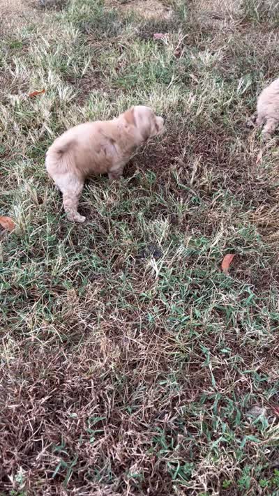 Pete, a male Maltipoo for sale in Seymour, MO – 3 of 3
