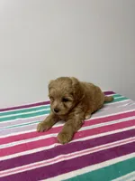 John, a male Maltipoo for sale in Seymour, MO – 2 of 3