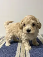 Sam, a male Maltipoo for sale in Seymour, MO – Photo 1 of 3