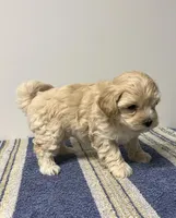 Sam, a male Maltipoo for sale in Seymour, MO – Photo 3 of 3