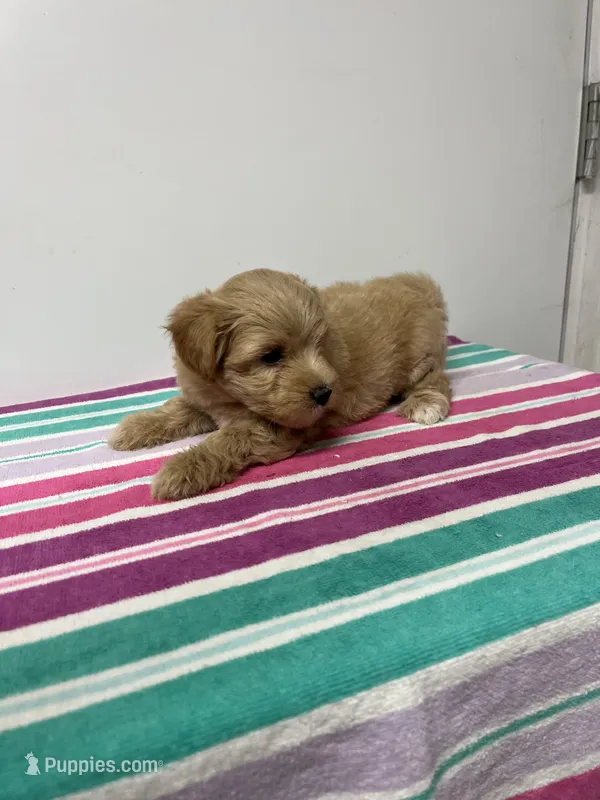 Jeff – Maltipoo puppy for sale in Seymour, MO