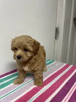 Rosie, a female Maltipoo for sale in Seymour, MO – 2 of 3