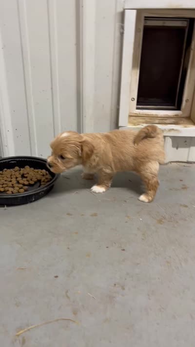 Robbie, a male Maltipoo for sale in Seymour, MO – 3 of 3