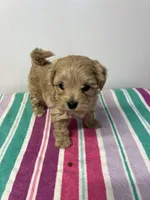Snickers, a male Maltipoo for sale in Seymour, MO – Photo 2 of 2