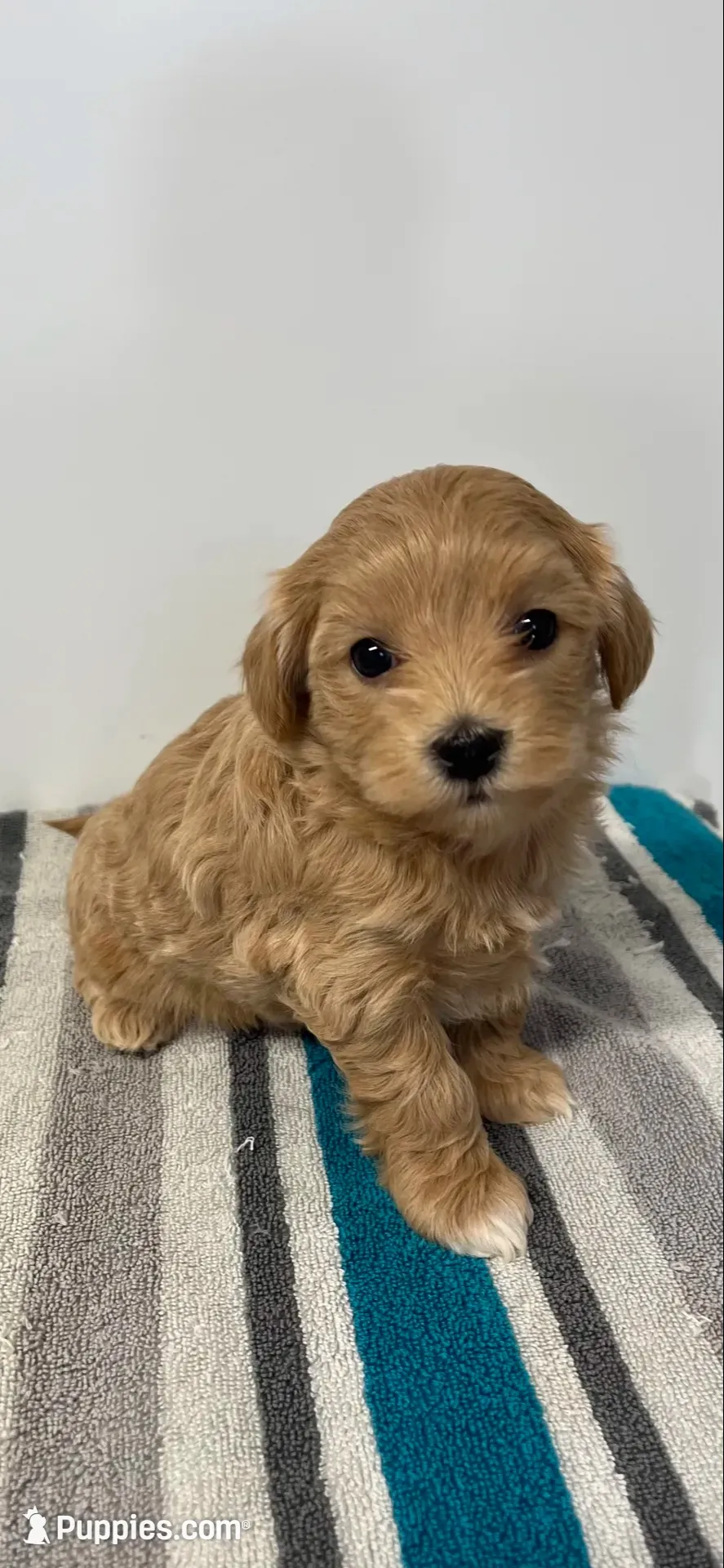 Cheddar, a male Maltipoo for sale in Seymour, MO – 7 of 7