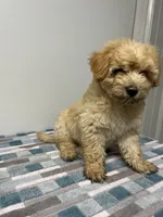 Cheddar, a male Maltipoo for sale in Seymour, MO – 2 of 7