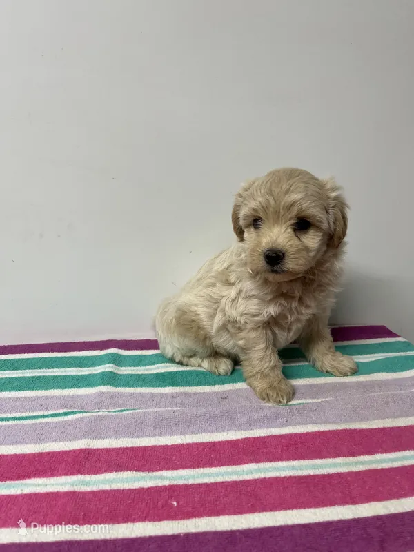 Shaggy – Maltipoo puppy for sale in Seymour, MO