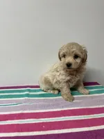 Shaggy, a male Maltipoo for sale in Seymour, MO – 1 of 3