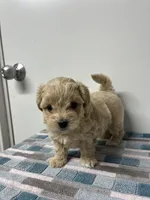 Colby, a male Maltipoo for sale in Seymour, MO – 2 of 4