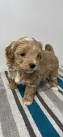 Checkers, a male Maltipoo for sale in Seymour, MO – Photo 2 of 3