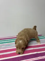 Robbie, a male Maltipoo for sale in Seymour, MO – 2 of 3