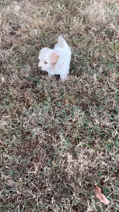 Shaggy, a male Maltipoo for sale in Seymour, MO – 3 of 3