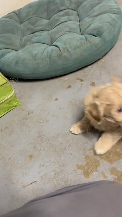 Wally, a male Maltipoo for sale in Seymour, MO – 3 of 3