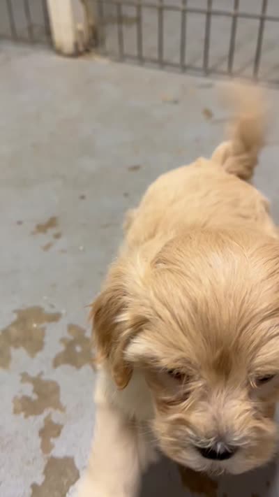Jimmy, a male Maltipoo for sale in Seymour, MO – 3 of 3