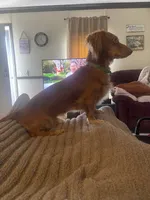 Leo, a male Miniature Dachshund for sale in Romance, AR – 5 of 6