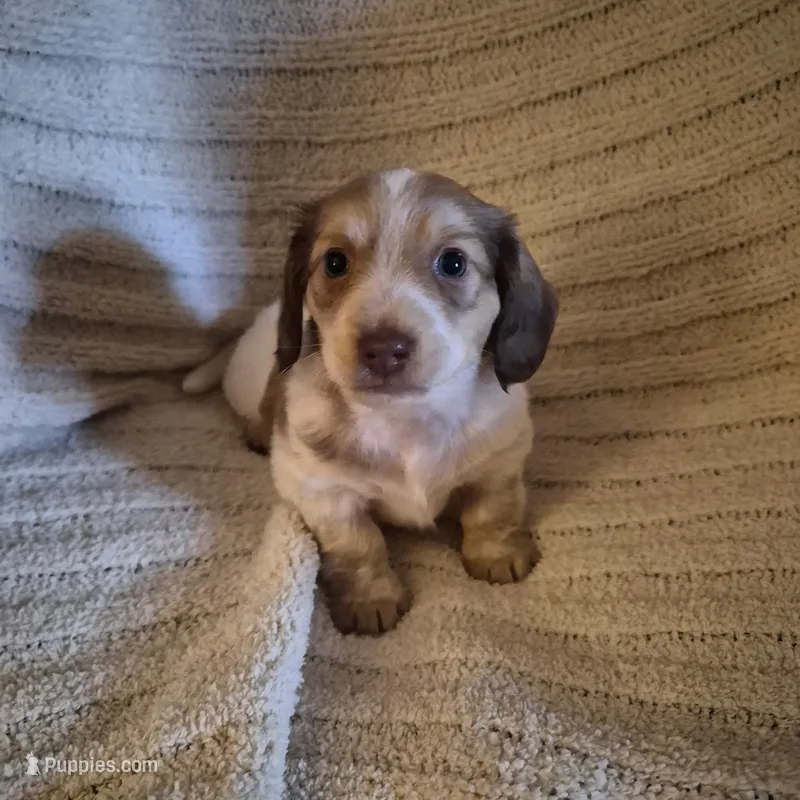 Jackson – Miniature Dachshund puppy on hold in Romance, AR