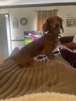 Leo, a male Miniature Dachshund for sale in Romance, AR – 4 of 6