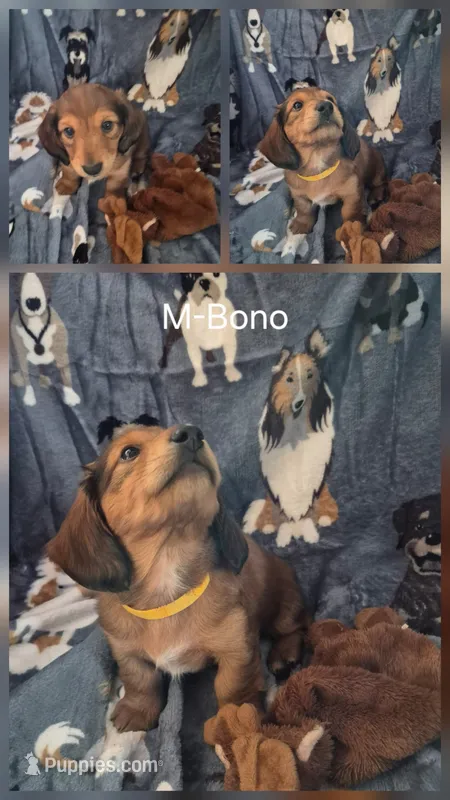 Bono – Miniature Dachshund puppy for sale in Romance, AR
