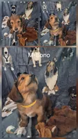 Bono, a male Miniature Dachshund for sale in Romance, AR – 1 of 1