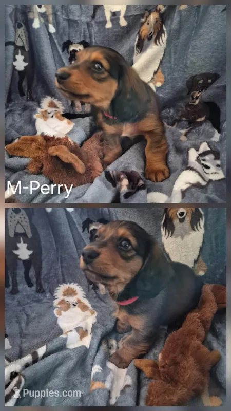 Perry – Miniature Dachshund puppy for sale in Romance, AR