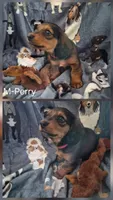 Perry, a male Miniature Dachshund for sale in Romance, AR – 1 of 1