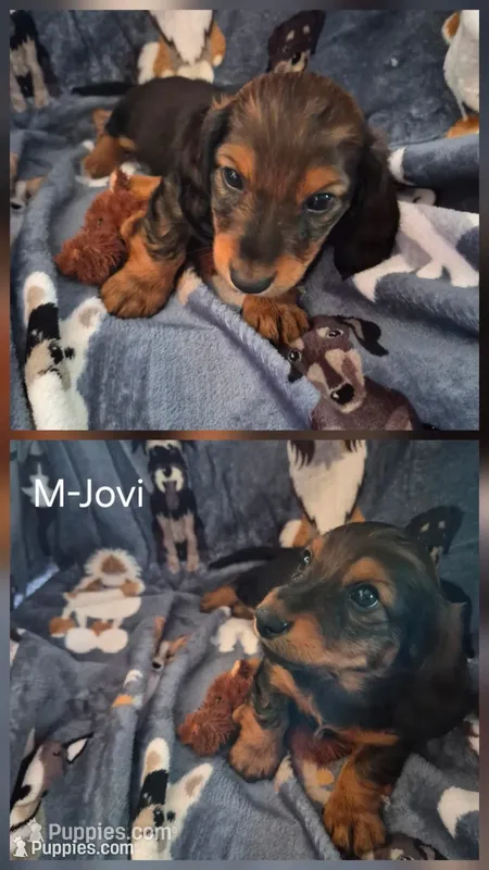 Jovi  – Miniature Dachshund puppy for sale in Romance, AR