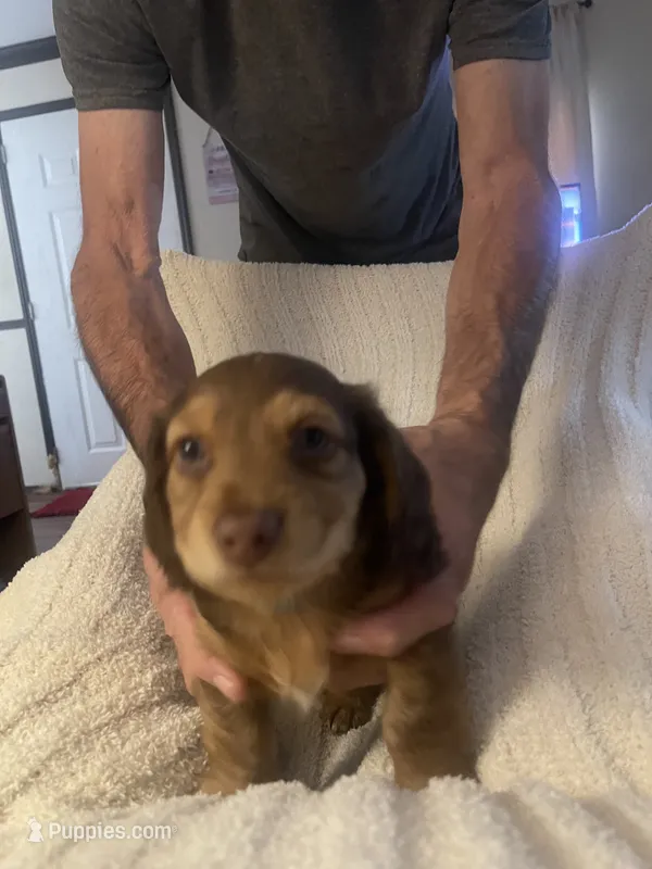 Van – Miniature Dachshund puppy for sale in Romance, AR