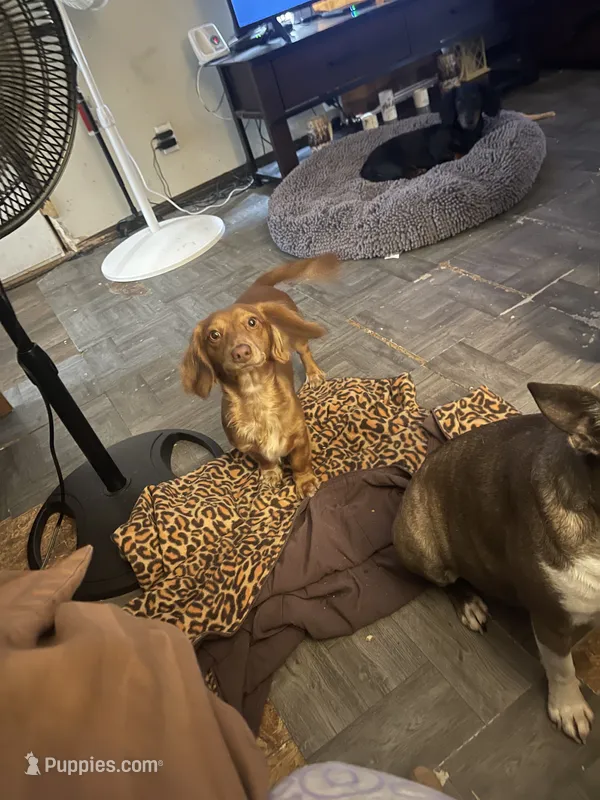 Leo – Miniature Dachshund puppy for sale in Romance, AR