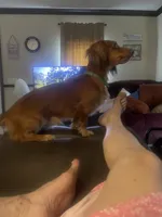 Leo, a male Miniature Dachshund for sale in Romance, AR – 2 of 6