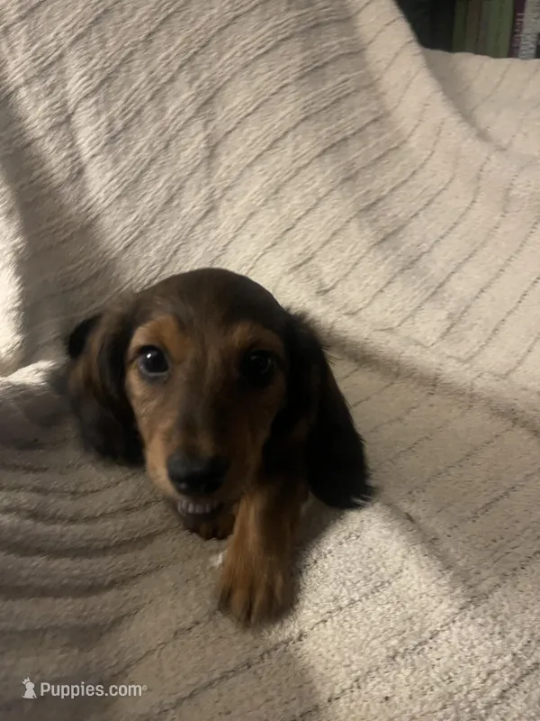 Jovi  – Miniature Dachshund puppy for sale in Romance, AR