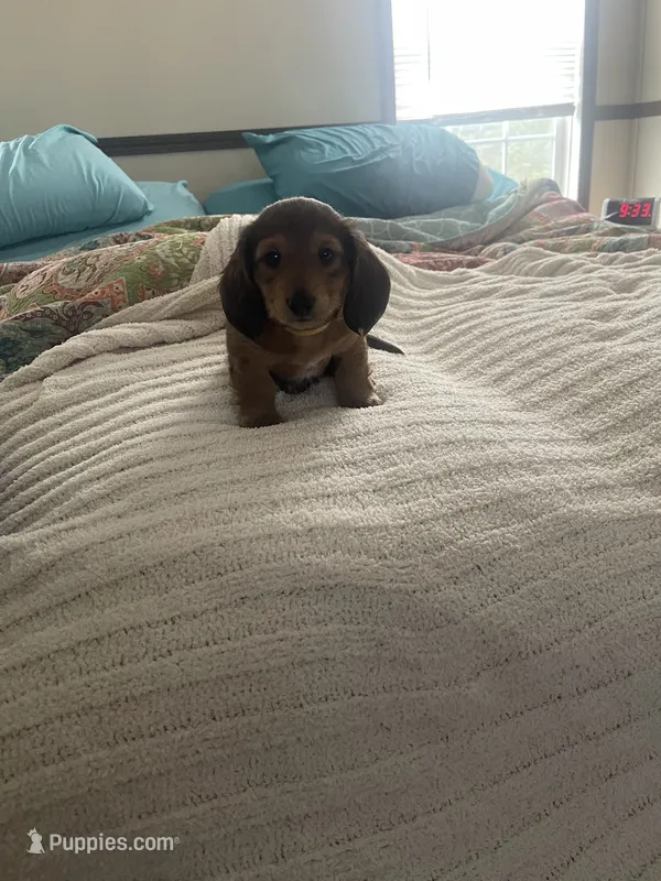 Jovi No I – Miniature Dachshund puppy for sale in Romance, AR