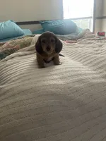 Jovi No I, a male Miniature Dachshund for sale in Romance, AR – 1 of 2