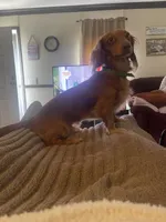 Leo, a male Miniature Dachshund for sale in Romance, AR – 6 of 6