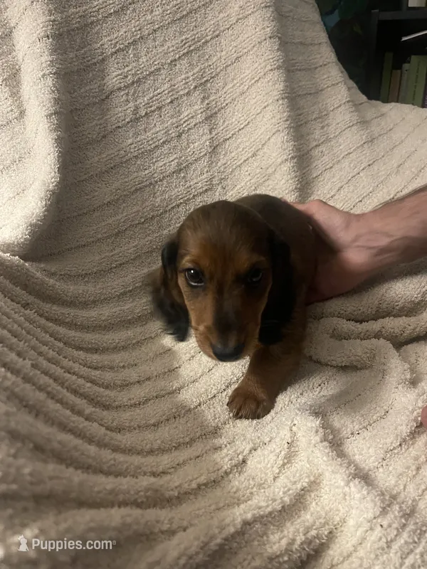 Perry – Miniature Dachshund puppy for sale in Romance, AR
