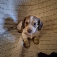 Jackson, a male Miniature Dachshund for sale in Romance, AR – 3 of 6
