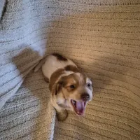 Jackson, a male Miniature Dachshund for sale in Romance, AR – 4 of 6