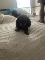 Jovi No I, a male Miniature Dachshund for sale in Romance, AR – 2 of 2