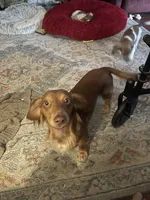 Leo, a male Miniature Dachshund for sale in Romance, AR – 3 of 6