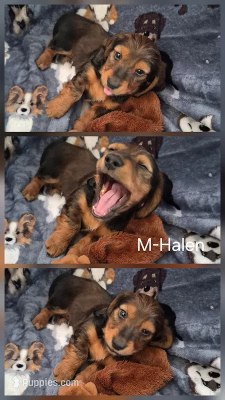 Halen – Miniature Dachshund puppy for sale in Romance, AR