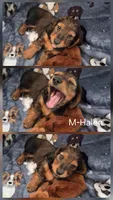 Halen, a male Miniature Dachshund for sale in Romance, AR – 1 of 1