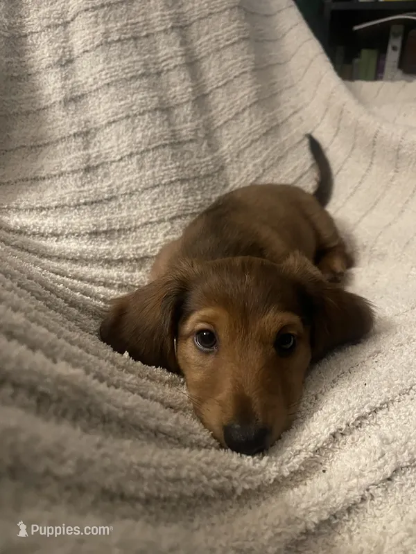 Bono – Miniature Dachshund puppy for sale in Romance, AR