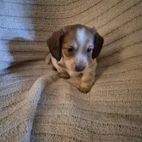 Jackson, a male Miniature Dachshund for sale in Romance, AR – 6 of 6