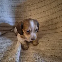 Jackson, a male Miniature Dachshund for sale in Romance, AR – 5 of 6