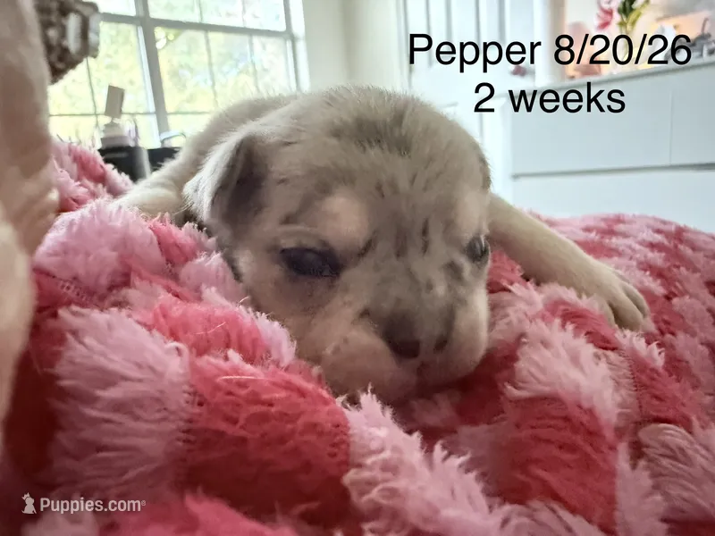 Pepper - Female French Bulldog - Merle (light blue/dark markings) – French Bulldog puppy for sale in Benton, AR