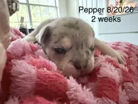 Pepper - Female French Bulldog - Merle (light blue/dark markings), a female French Bulldog for sale in Benton, AR – 1 of 6