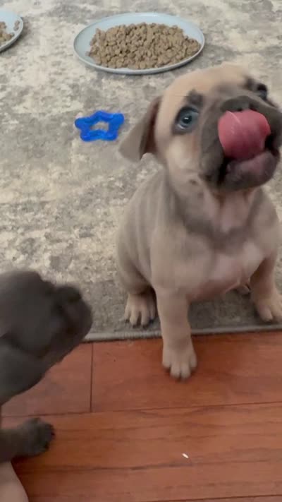 Truffle -AKC- Blue Fawn, a female French Bulldog for sale in Benton, AR – 4 of 5