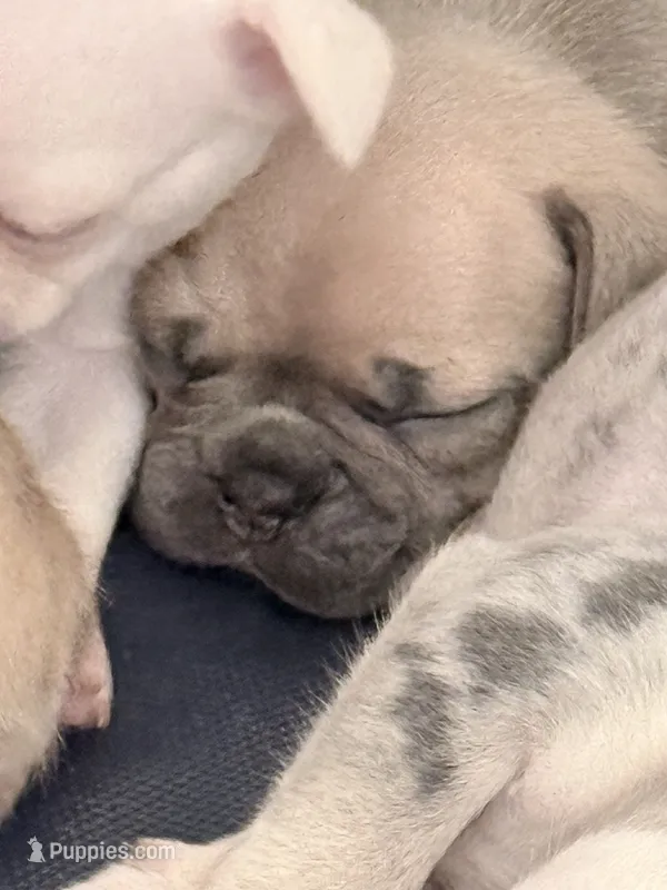Truffle - Female French Bulldog- Blue Fawn/Sable – French Bulldog puppy for sale in Benton, AR